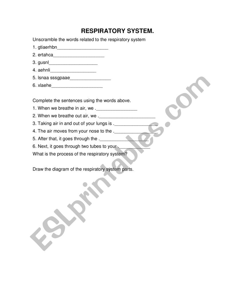 CIRCULATORY SYSTEM worksheet