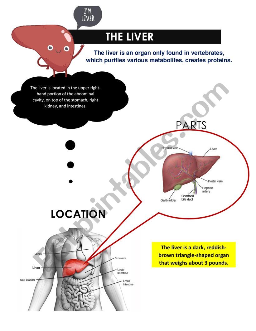 The liver worksheet