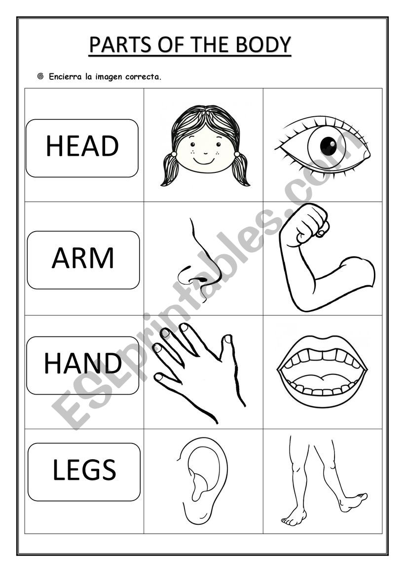PARTS OF THE BODY worksheet
