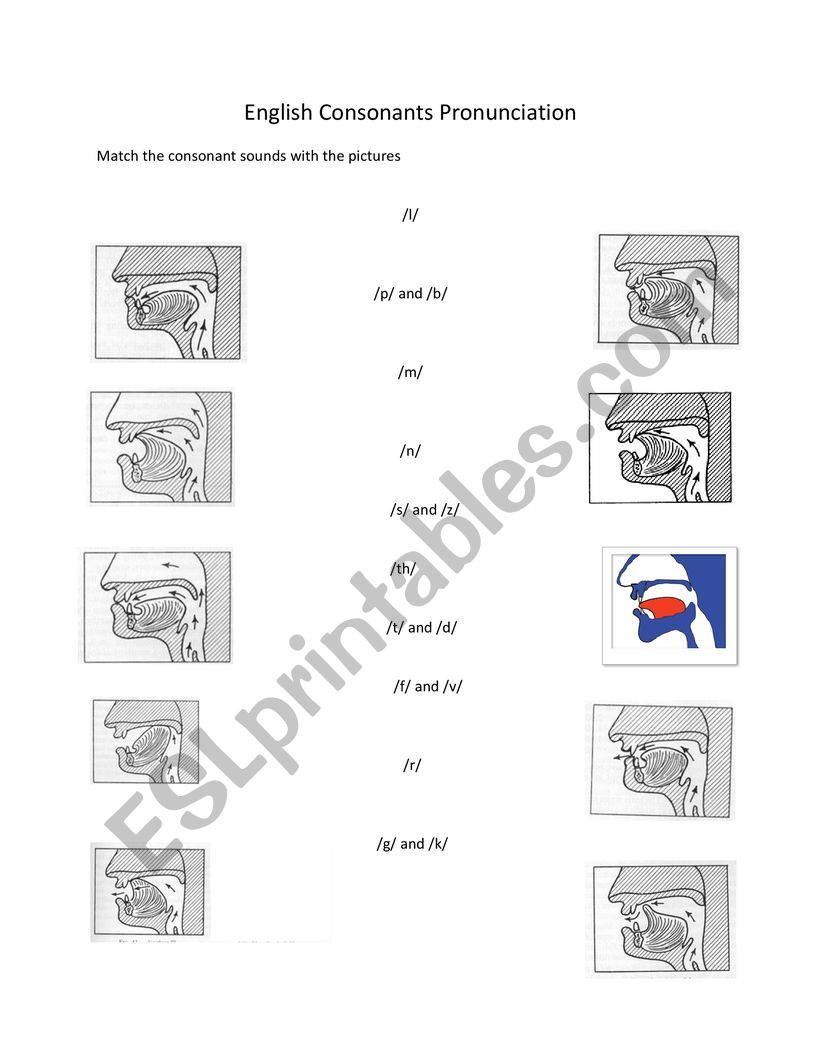 Consonants - Place of Articulation