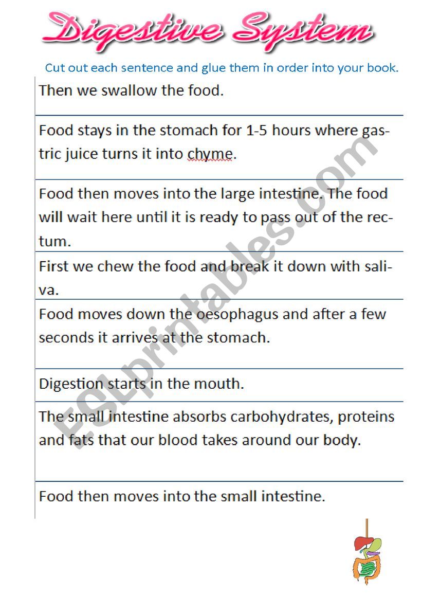 Digestive System worksheet