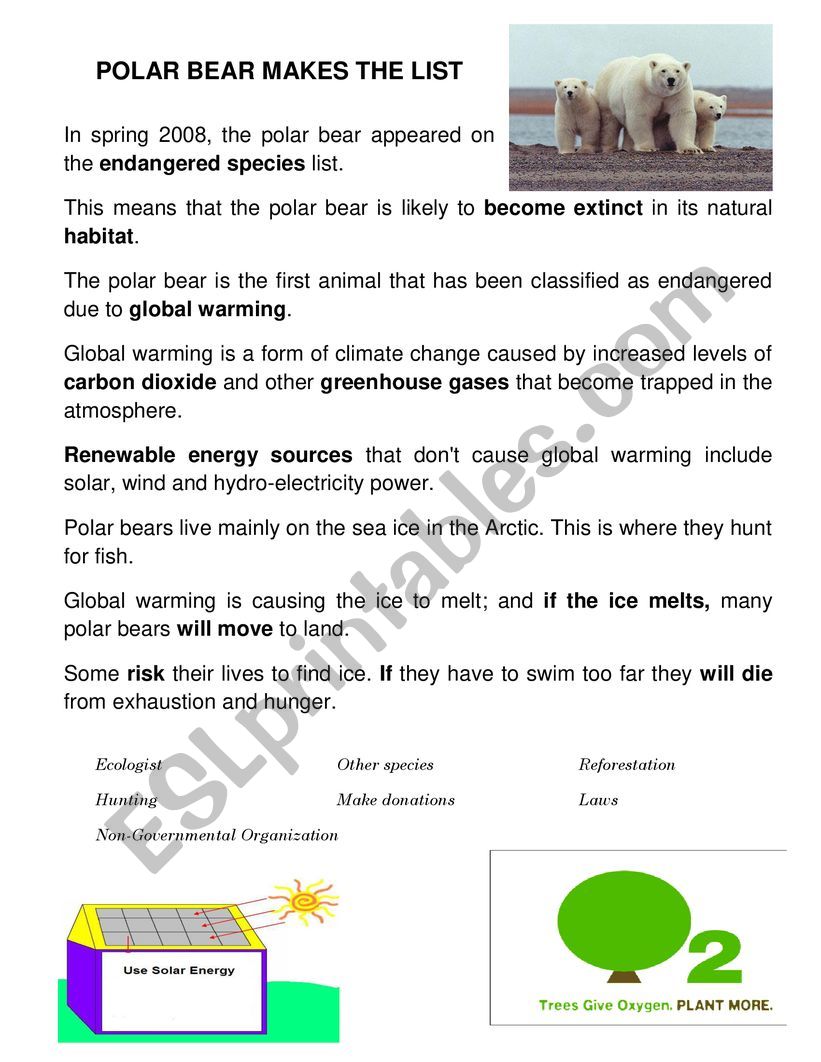 Polar bear worksheet