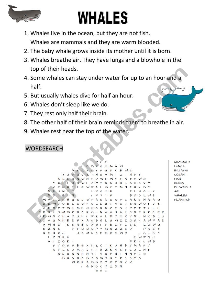 Whales worksheet