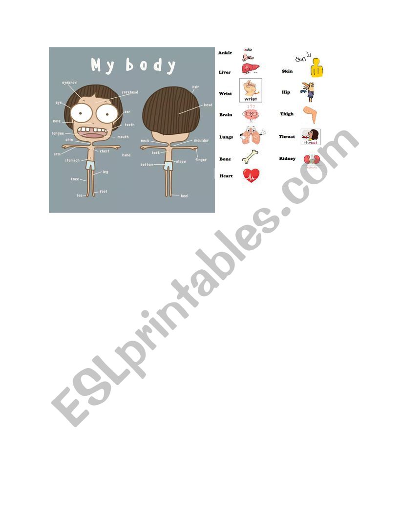 Body parts. Visual aid. worksheet