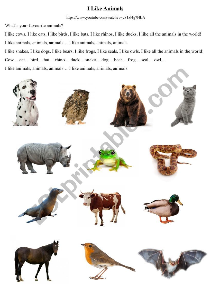 I like animals  worksheet