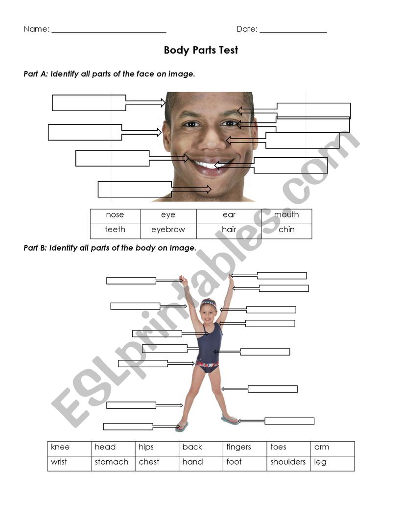 body parts worksheet