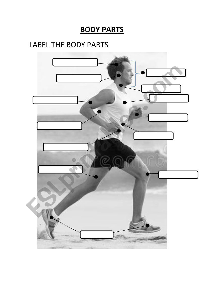 BODY PARTS worksheet