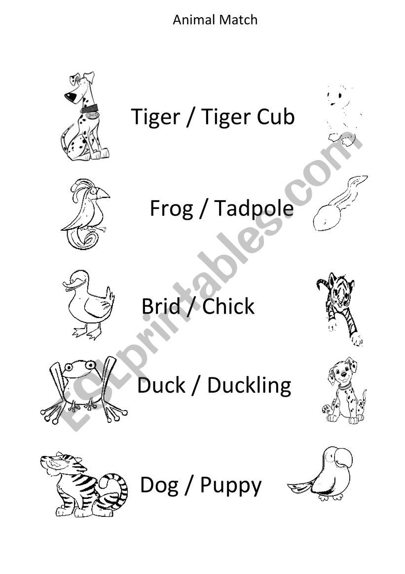 Baby Animal match worksheet