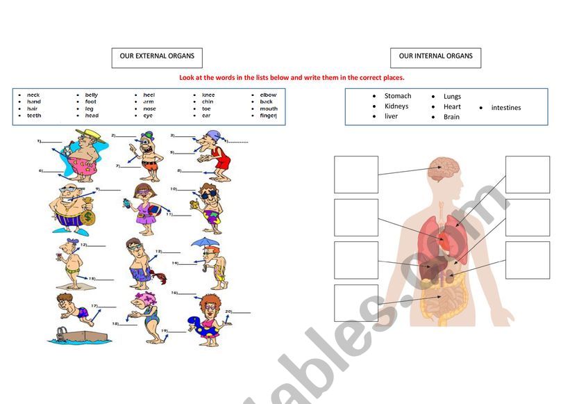 our body parts worksheet