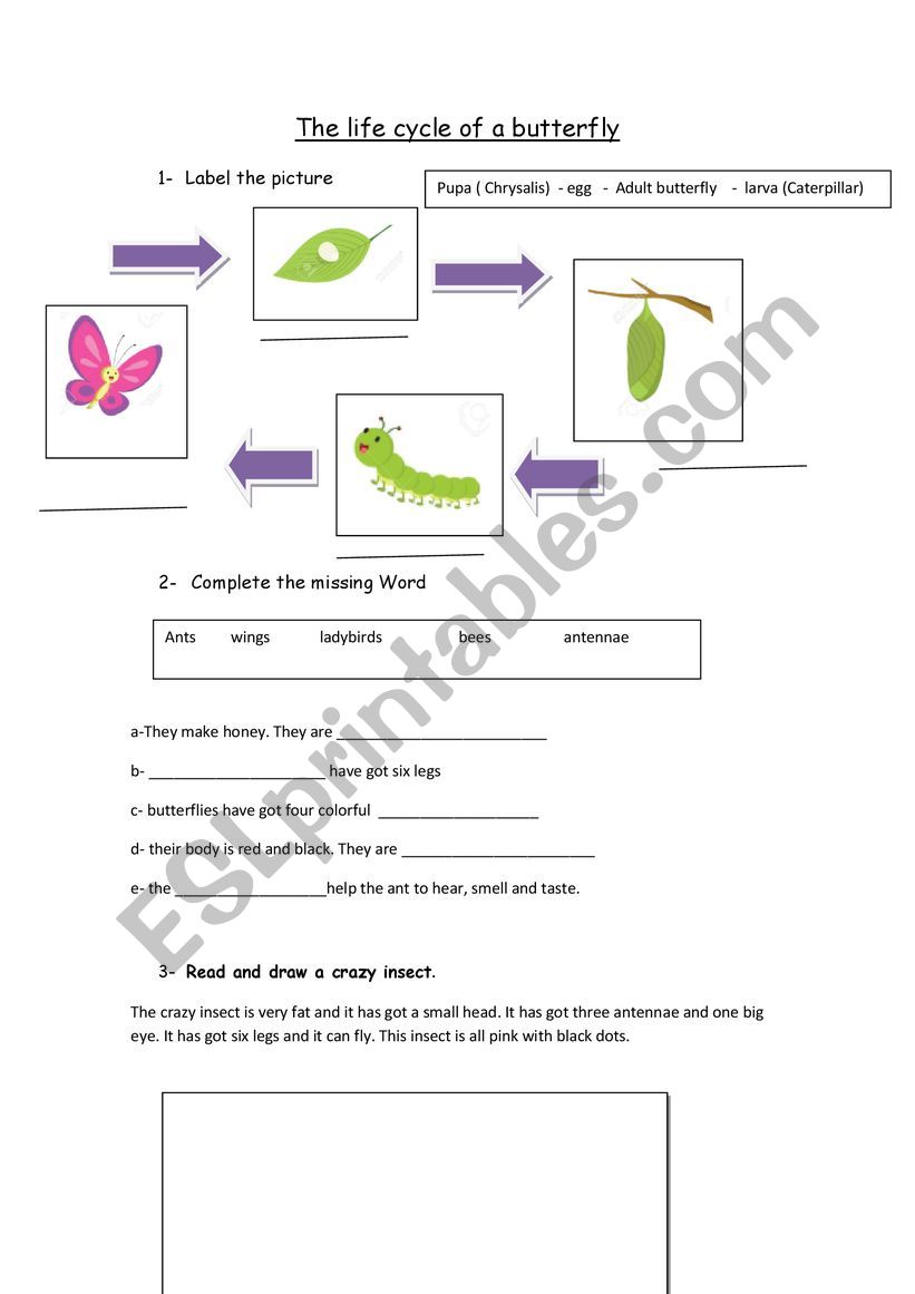 The life cycle of a butterfly worksheet