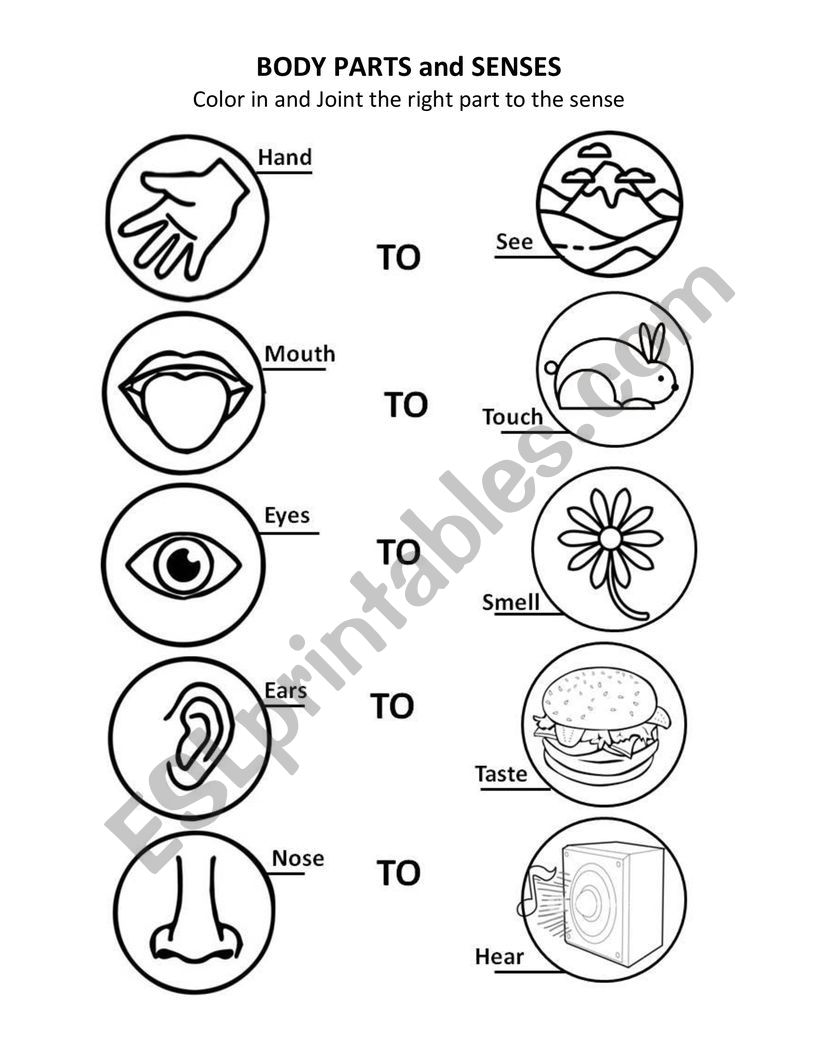parts of the body and senses esl worksheet by luilaprofe