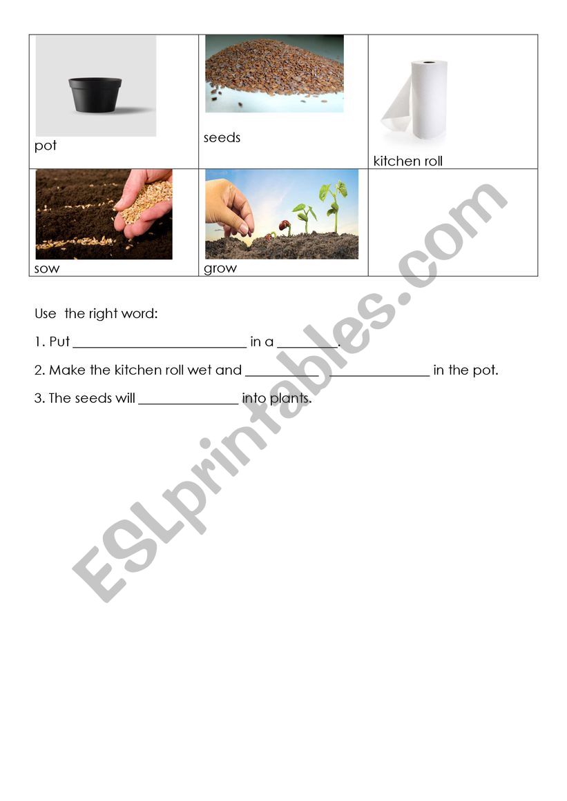 Vocab sheet for growing cress worksheet