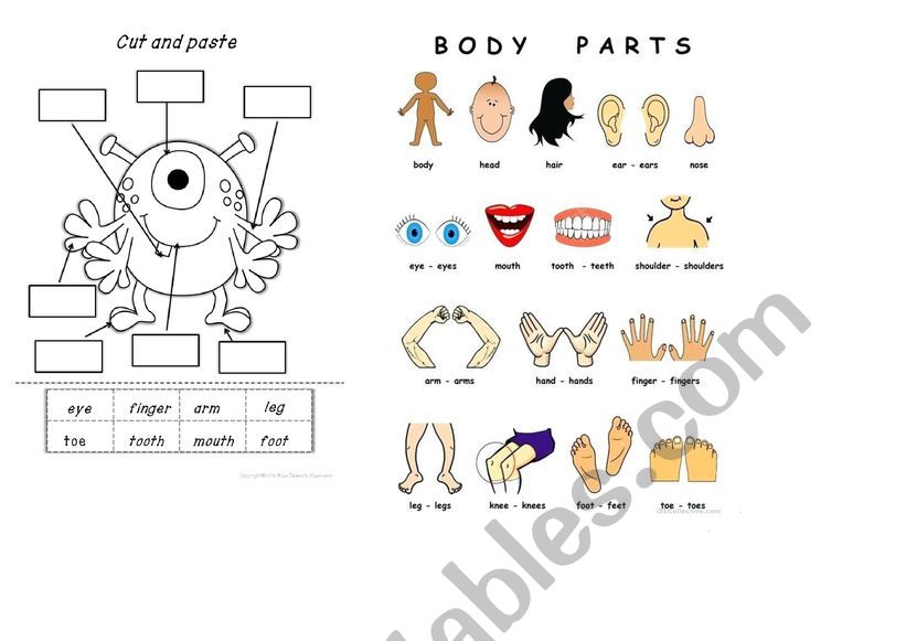 body parts worksheet
