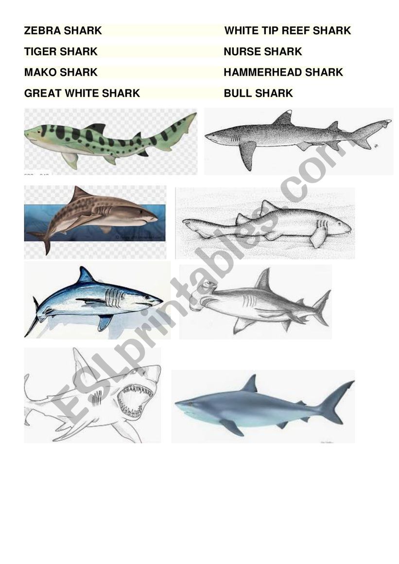 Shark Types worksheet