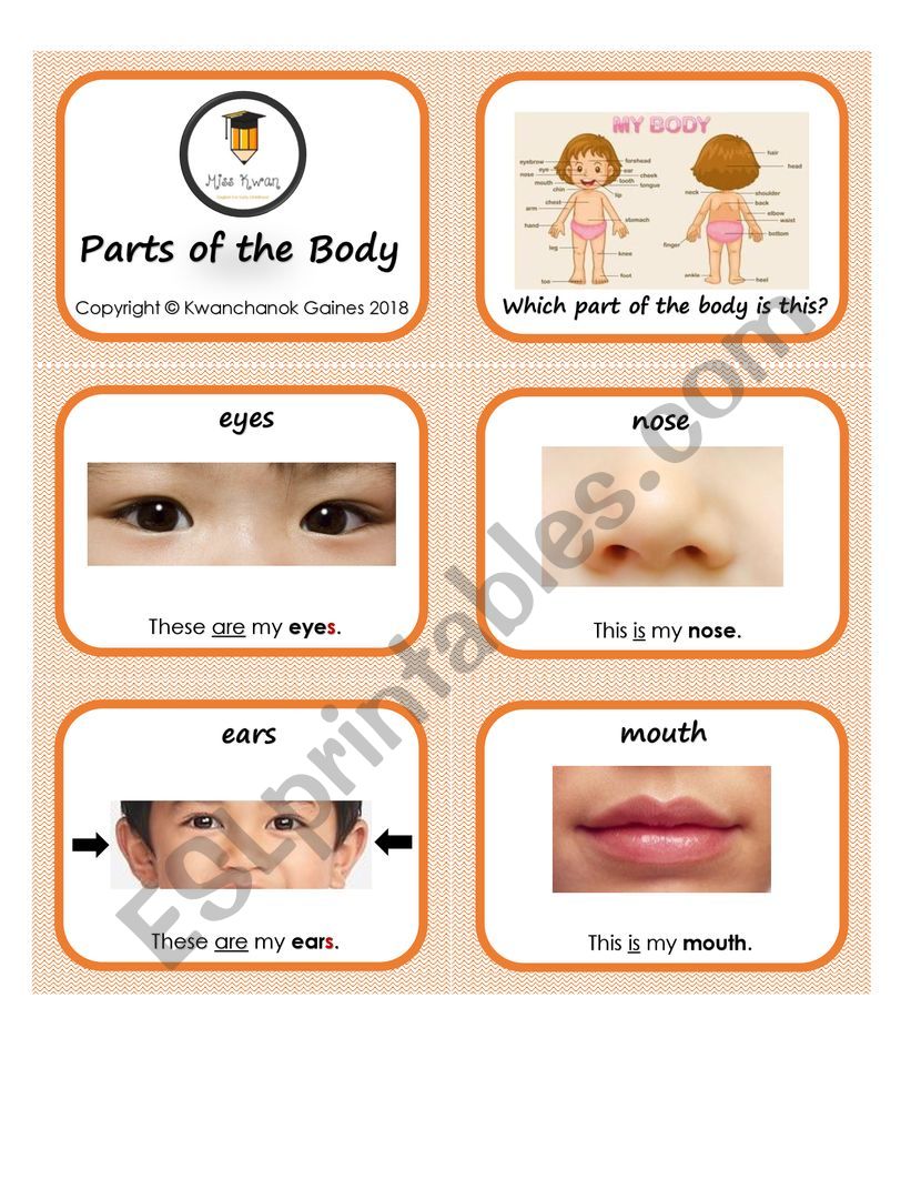 Parts of the body worksheet
