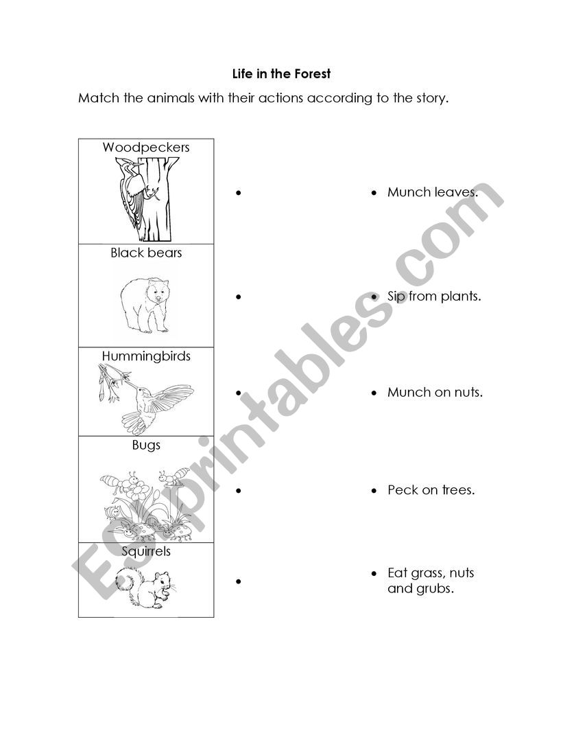 Life in the Forest worksheet