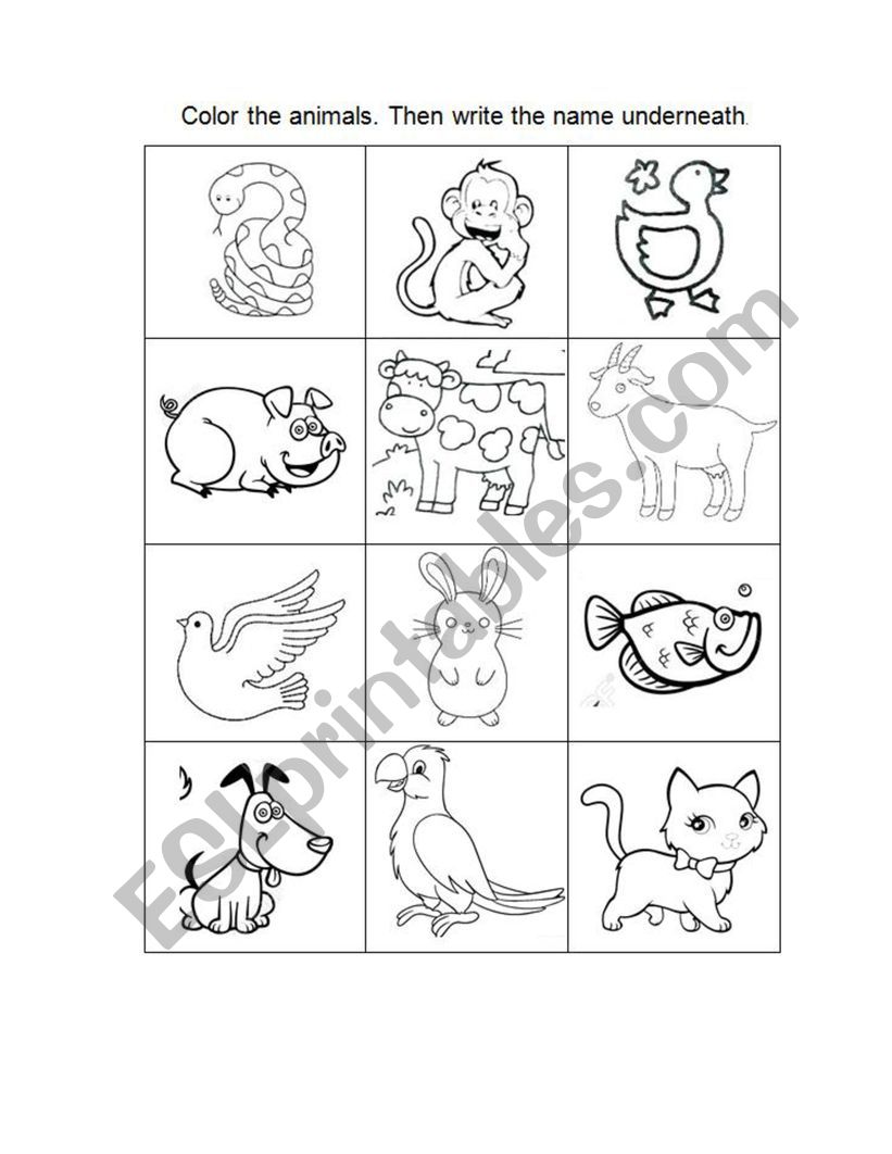 animal worksheet worksheet