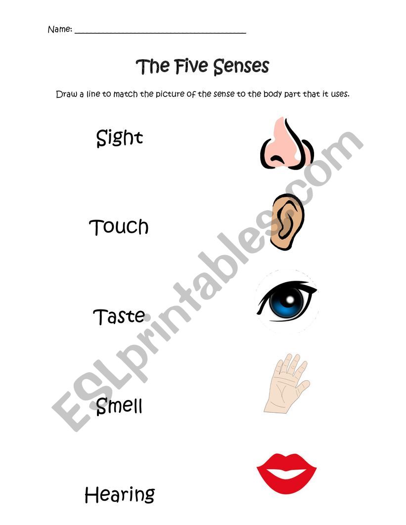 5 sense worksheet worksheet