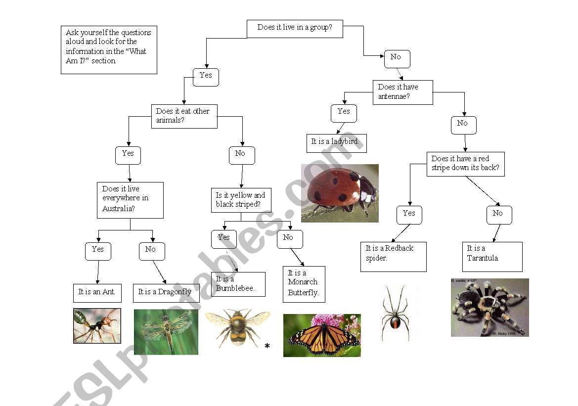 What am I? worksheet