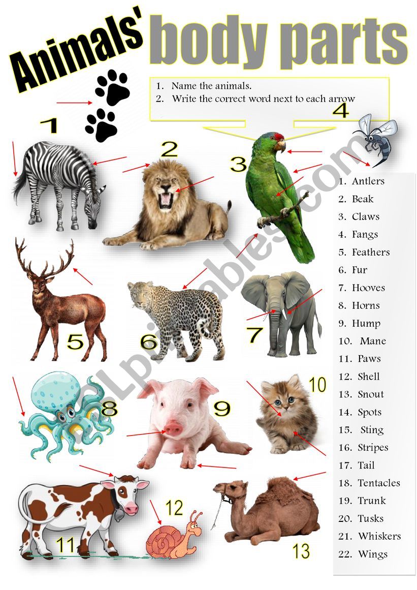 ANIMALS BODY PARTS worksheet