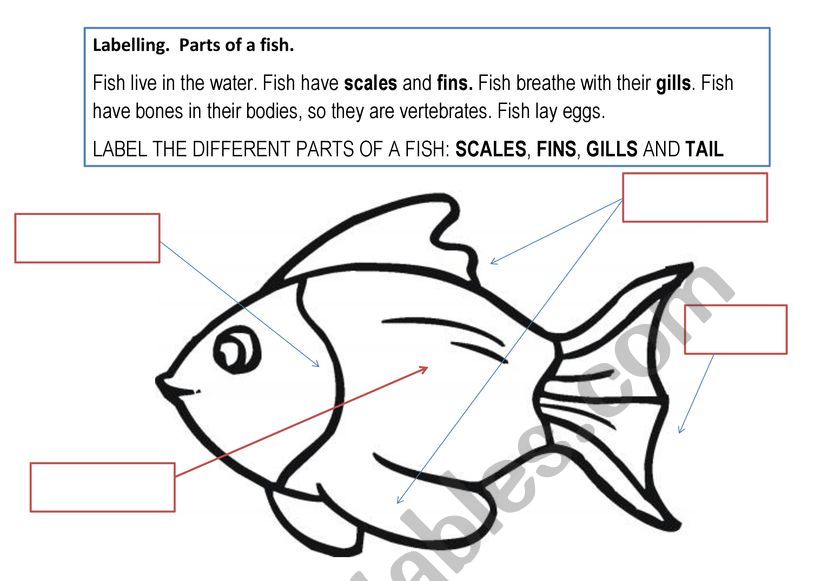 LABELLING FISH worksheet