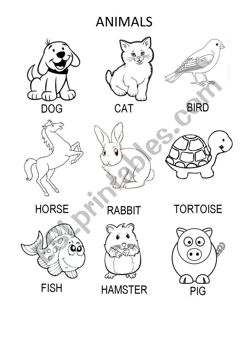 Animals worksheet