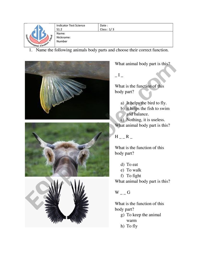 Animals body parts functions worksheet