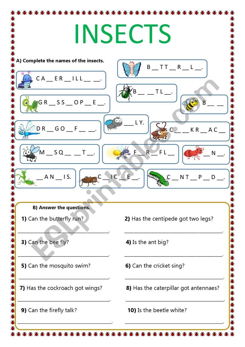 INSECTS worksheet