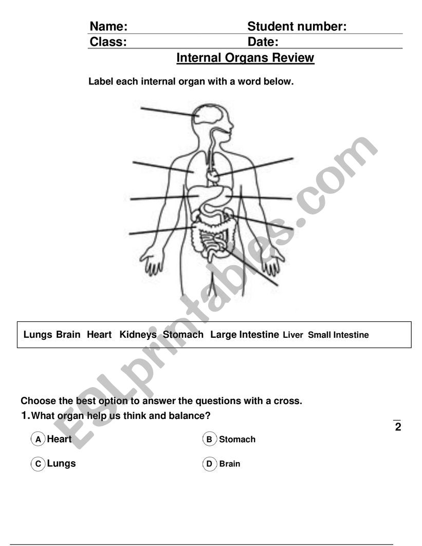 Internal Organs review worksheet