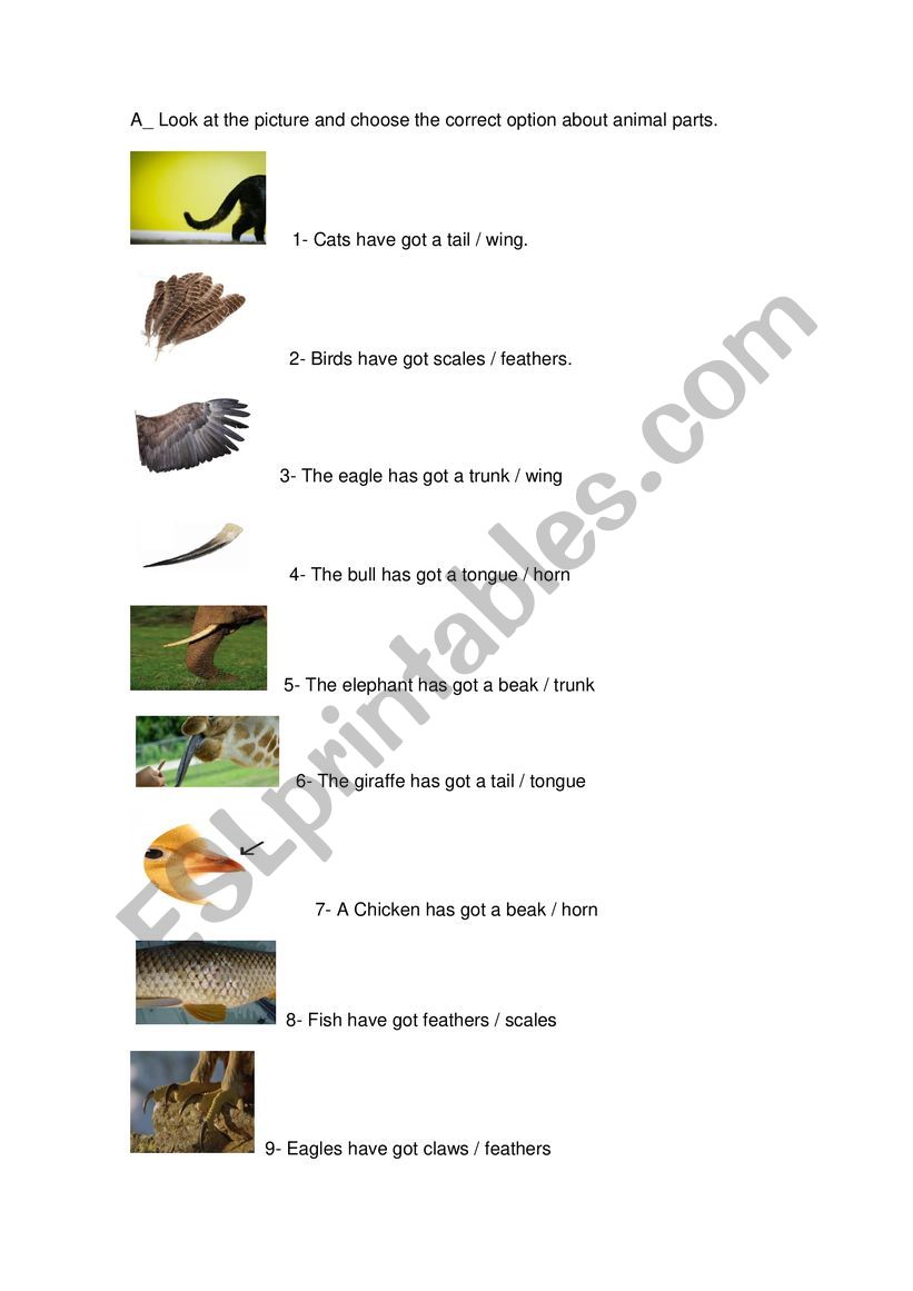 Animal Parts worksheet