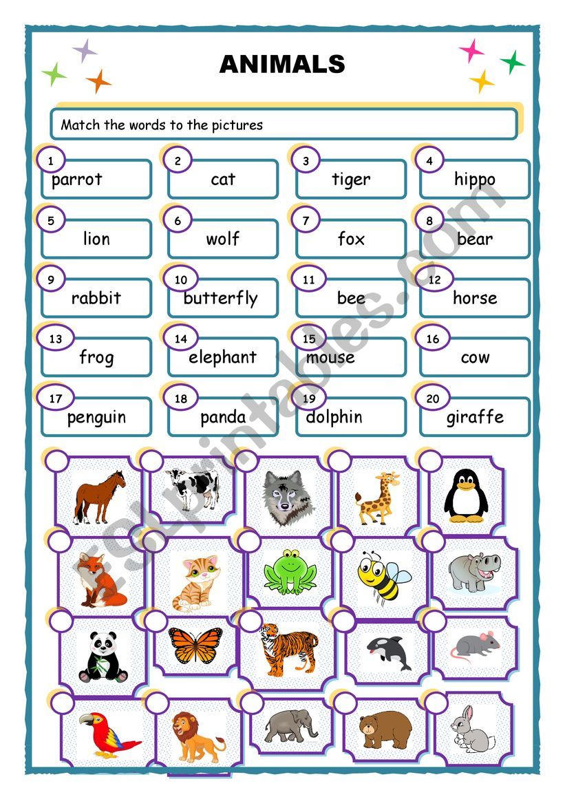 Animals worksheet