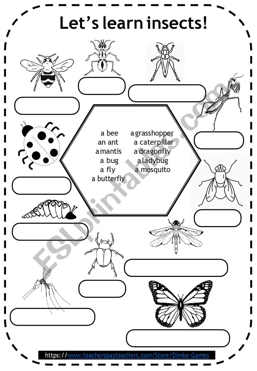 insects coloring pages for kids