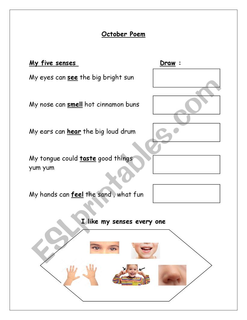 five senses  worksheet