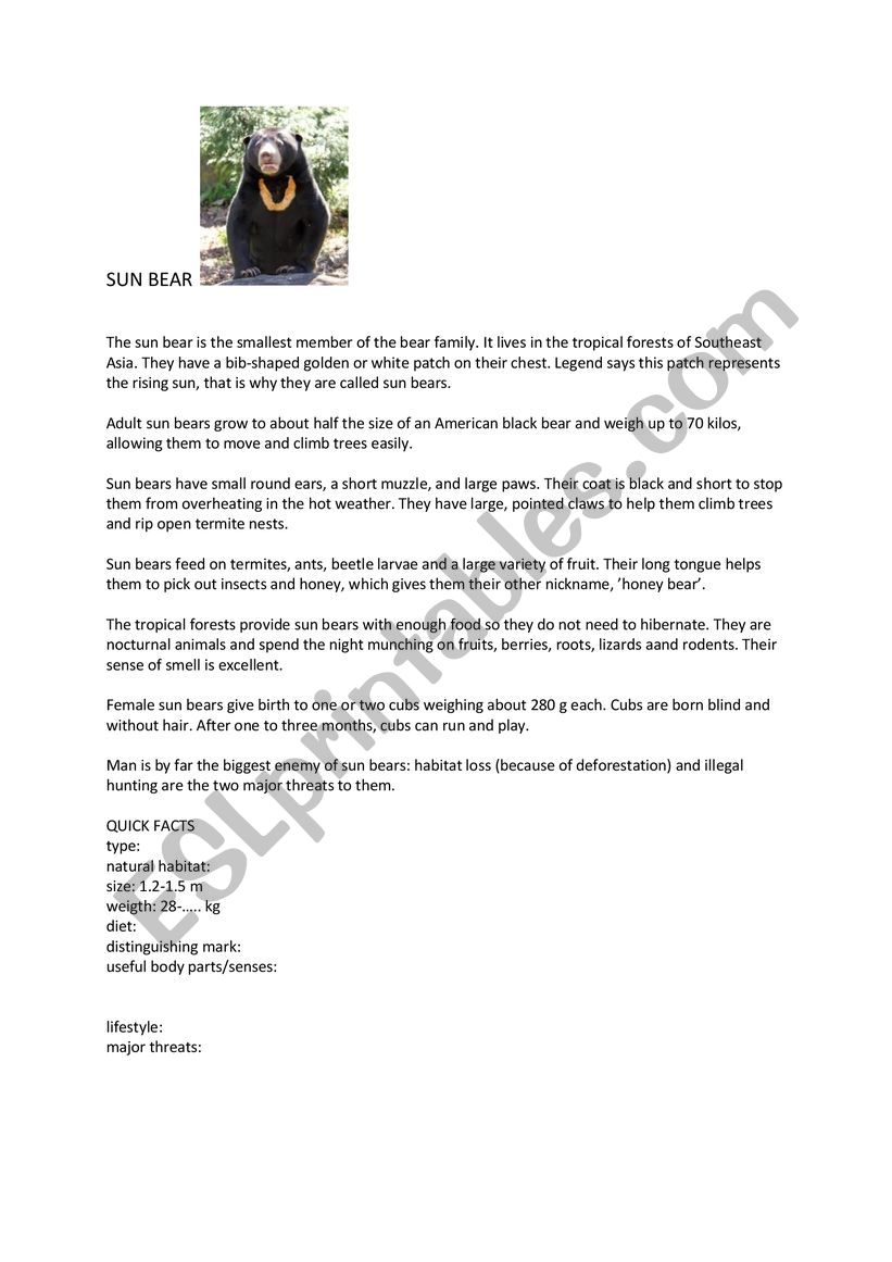 Sun bear worksheet