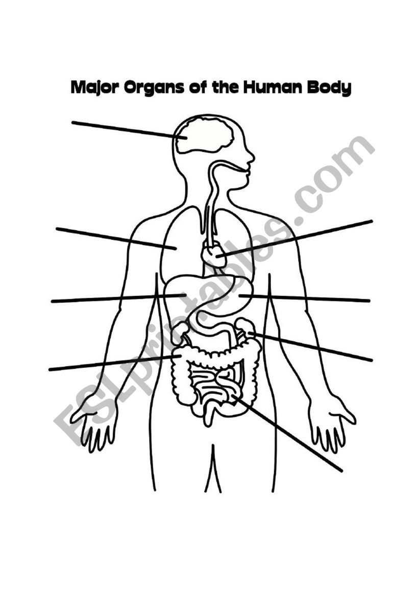 Label and colour the bodies main organs 