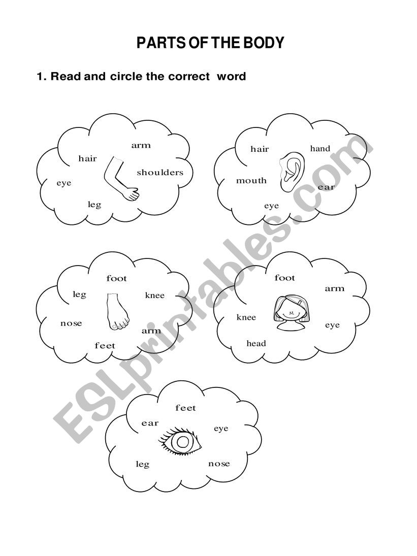 Parts of the body worksheet