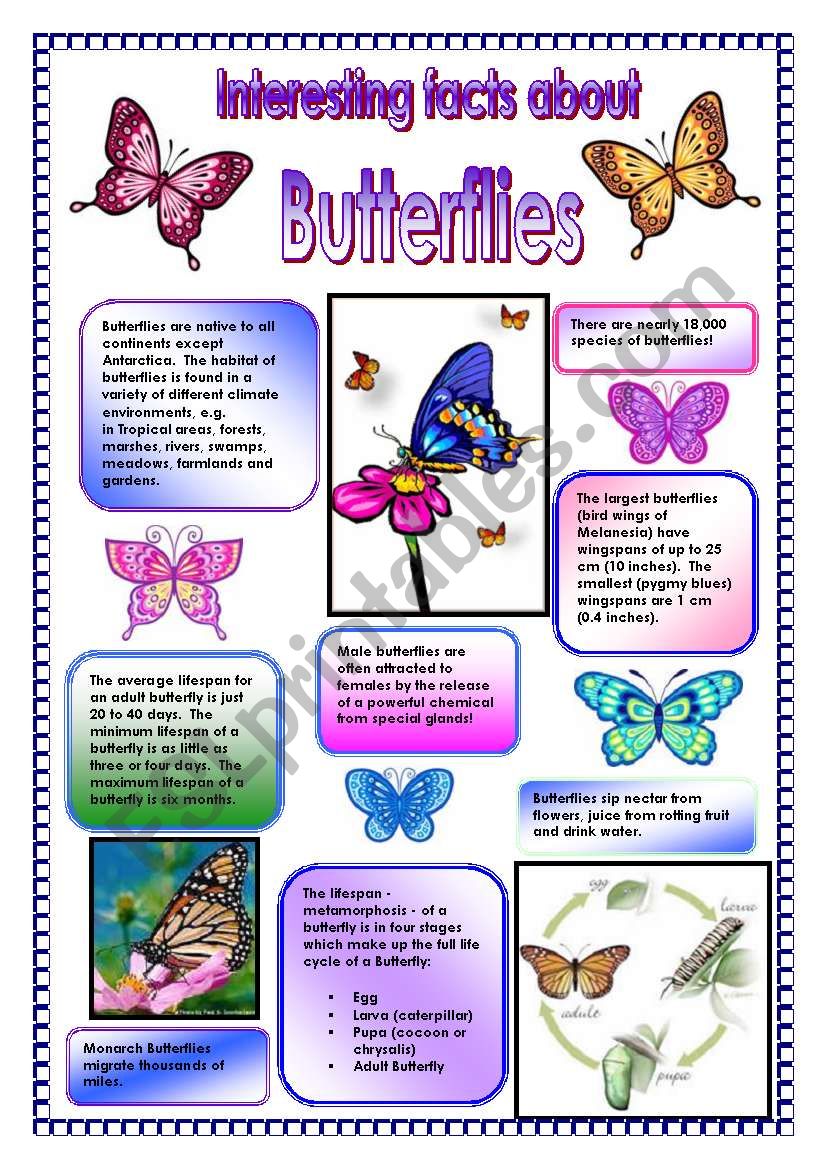 Interesting facts about butterflies! - did you know that  (PART 1) - ESL  worksheet by primaryteacher