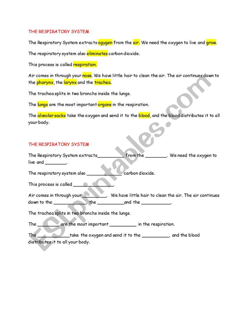 the respiratory system worksheet
