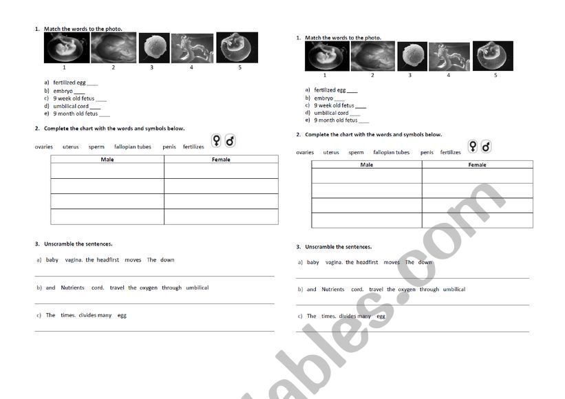 The reproductive system worksheet