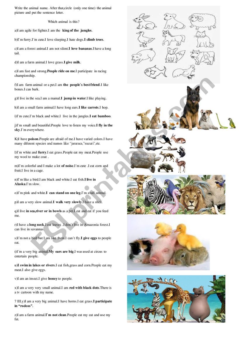 animal worksheet