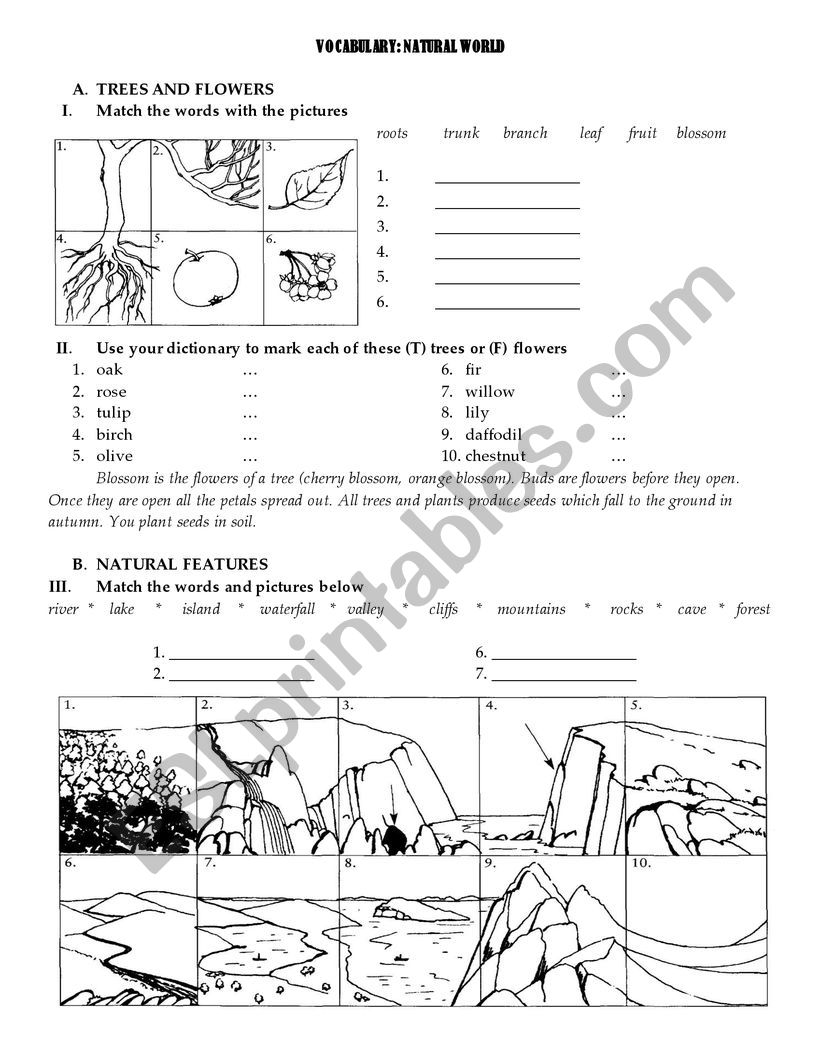 ESL Teacher worksheet