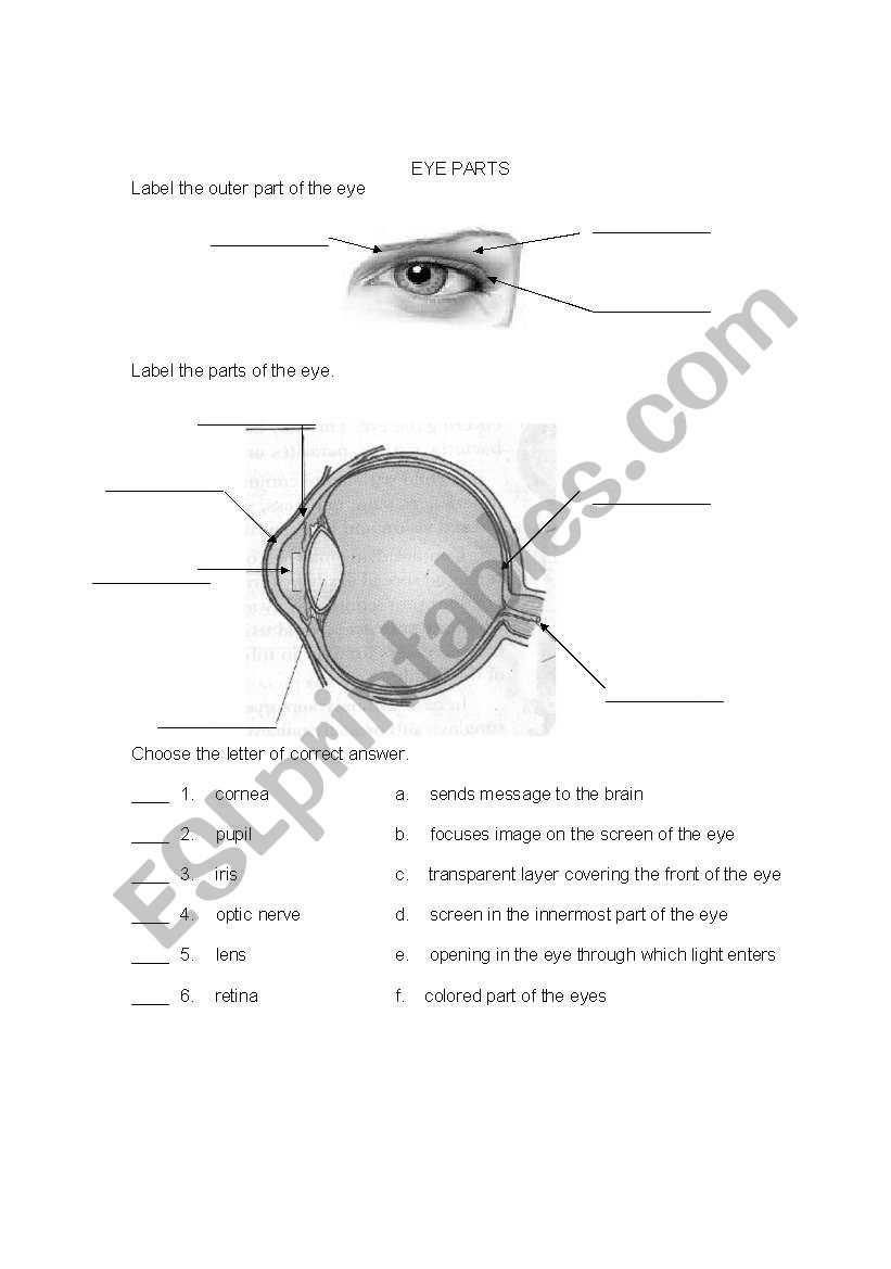 EYE PARTS worksheet