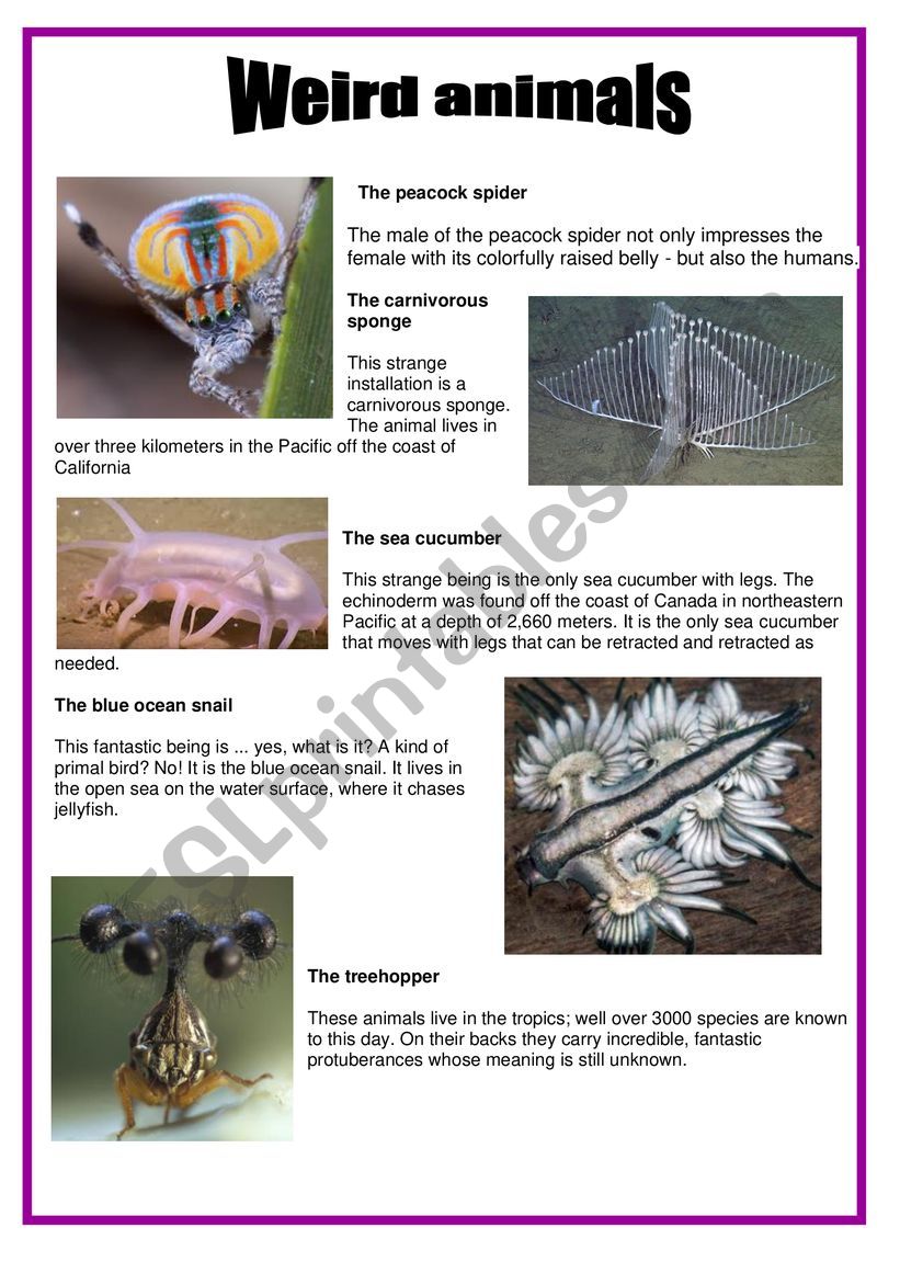 Weird animals worksheet