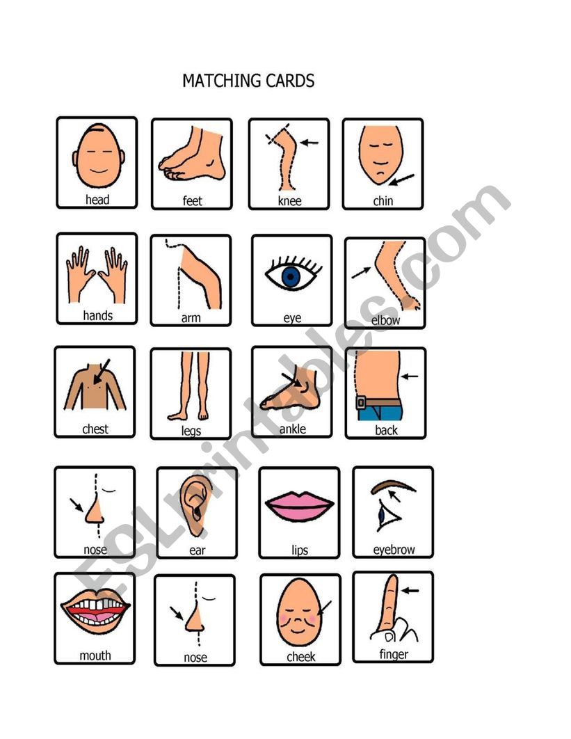 body parts worksheet