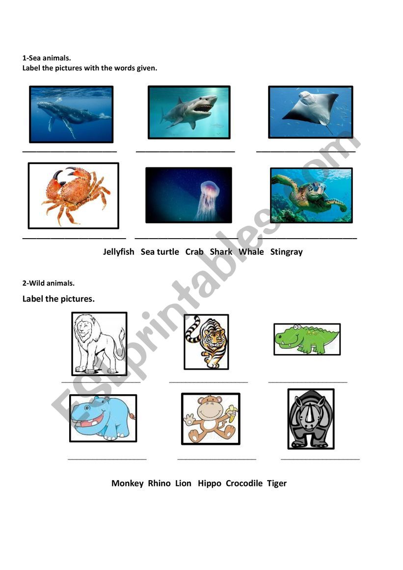 Sea animals. worksheet