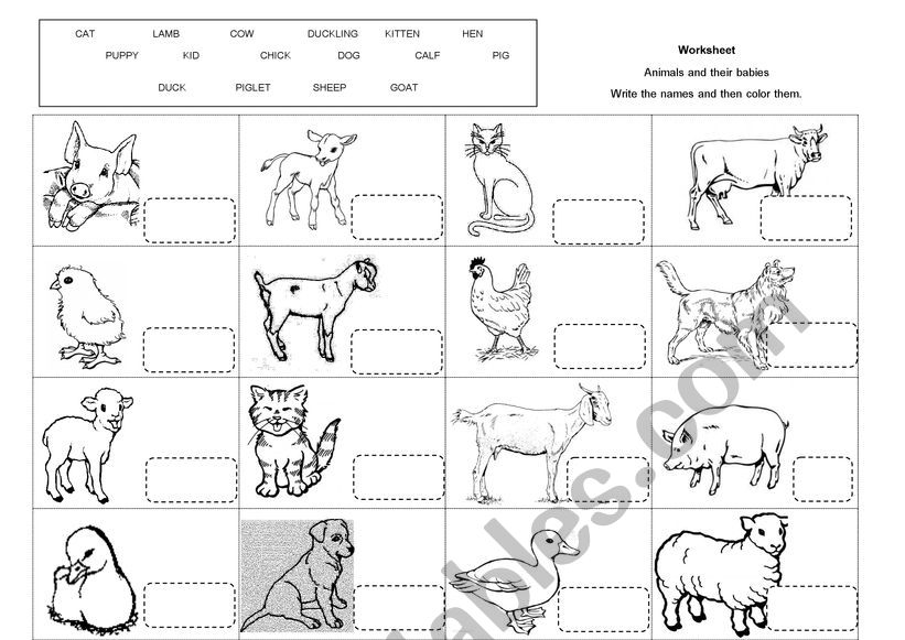 Animals and their babies worksheet