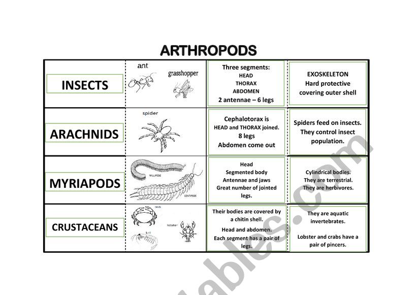 arthropods worksheet