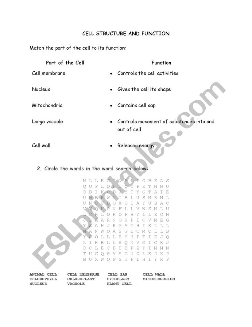 CELL STRUCTURE AND FUNCTION worksheet