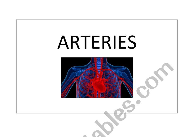 The circulatory system  worksheet