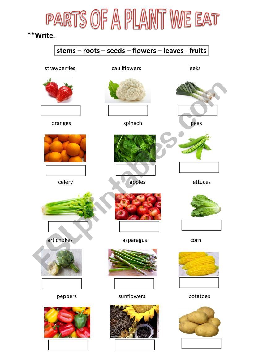 PARTS OF A PLANT WE EAT worksheet